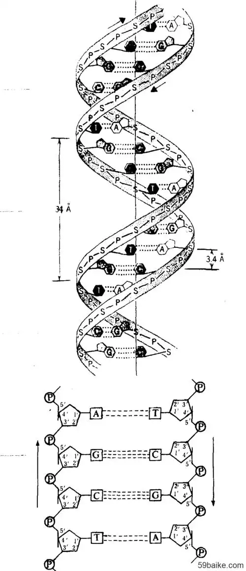 dna分子双螺旋结构模式