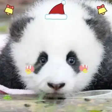 圣诞节熊猫幼崽超萌可爱头像