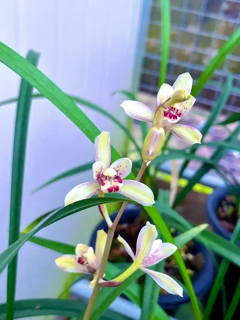 建兰花仙子又名荷塘仙子,东方仙子,花开荷型水仙辦覆色花,花色 - 抖音