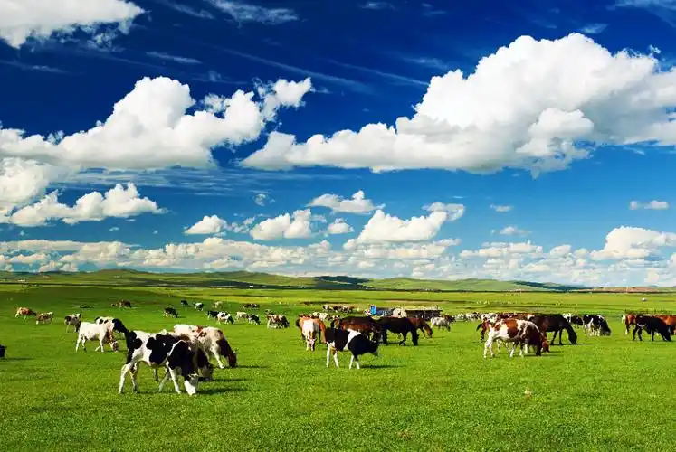 牛羊定制高清3d牛群草原鲜花蒙古包饭店背景墙定制壁画