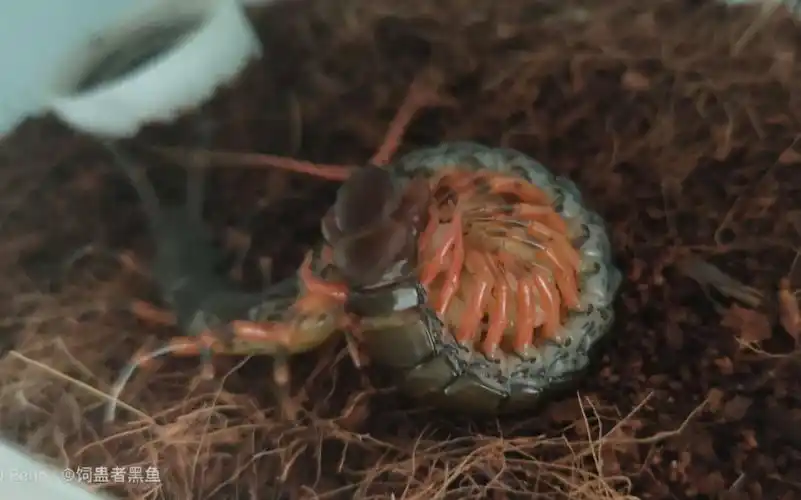 抱卵的海南间脚蜈蚣