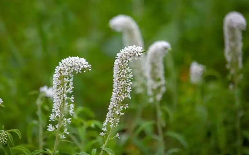 路边的素净野花小清新图片桌面壁纸