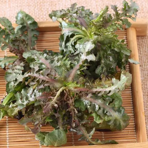 东北山菜苦菜野生山野菜新鲜蔬菜苦碟子苦麻子菜250g 2斤顺丰包邮