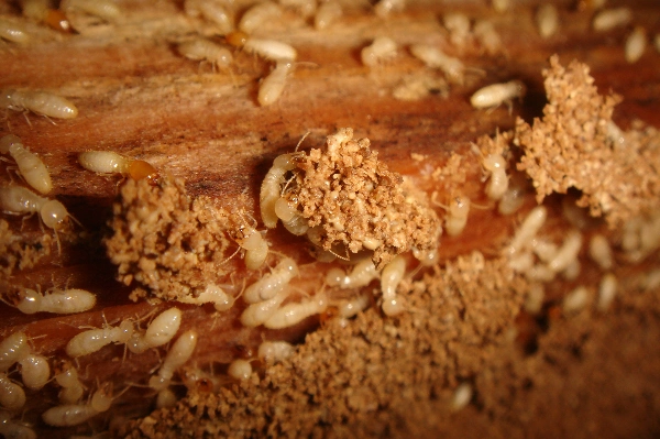 白蚁"遭遇战"?这套"防蚁"攻略请收好!