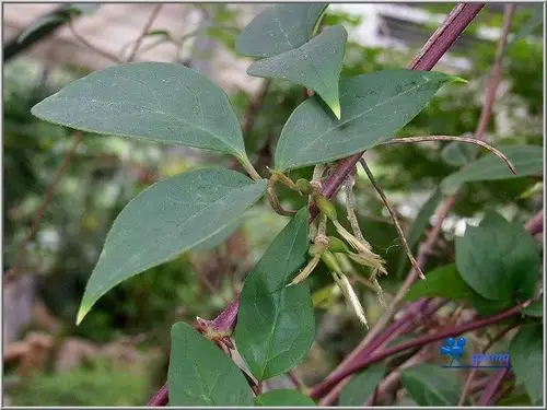 生在石山边8/9月开花的藤条叫什么植物