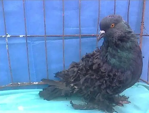 分享鸽子属性足环:05羽色:眼砂:性别:未知血统:作育者:价格:非卖品