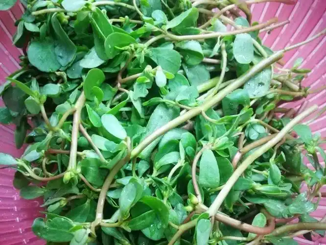 把马齿苋折去根部取嫩条,然后洗净,要多淘洗几次.沥水待用.