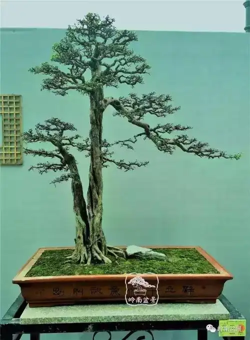 一组直干型盆景佳作欣赏人如树须一身正气