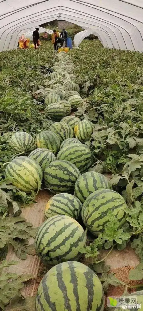 首页>产地报价>西瓜报价>2022年05月17日夏邑县西瓜价格>早佳8424(4月