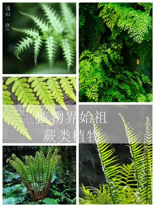 96蕨类植物是高等植物中比较原始的一大类群,只比苔藓植物略高级