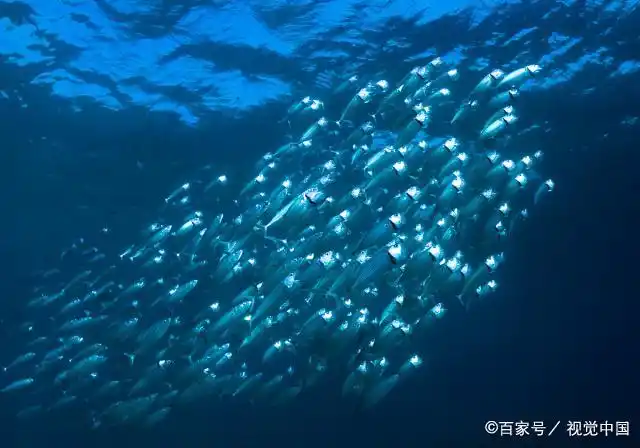 海底神奇的发光鱼,它们发光的原理是什么?