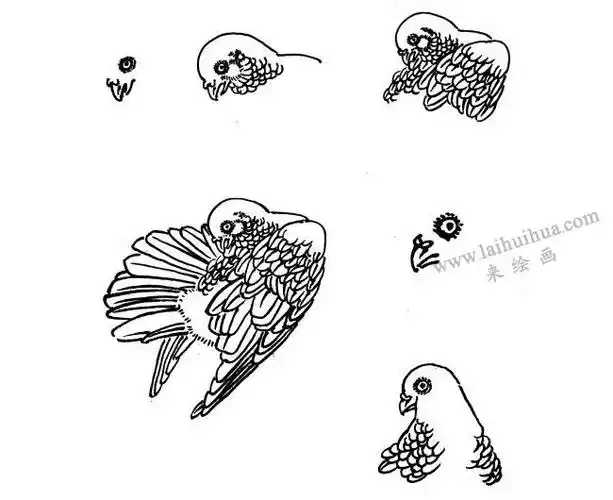 鸽子白描画法步骤