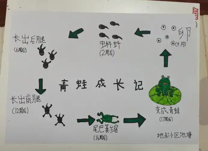 自然笔记#青蛙成长记——中国环境网