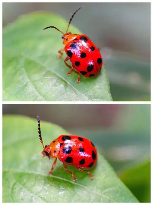 花大姐瓢虫日常拍照