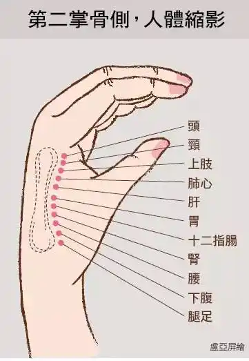 食指下的第二掌骨直接对应全身,从最靠近指尖的位置算起,分别为:头,颈
