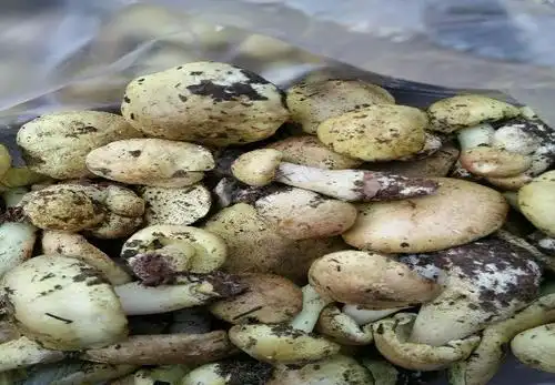 荞面菌价格广东省荞面菌批发