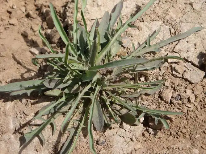 为什么这样做的"苦苦菜"比饭店的好吃?