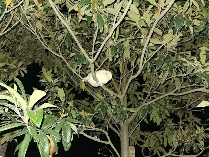 考眼力——树上有几只鸡