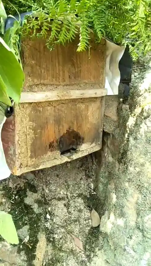 今天来查看诱蜂箱又来蜂了