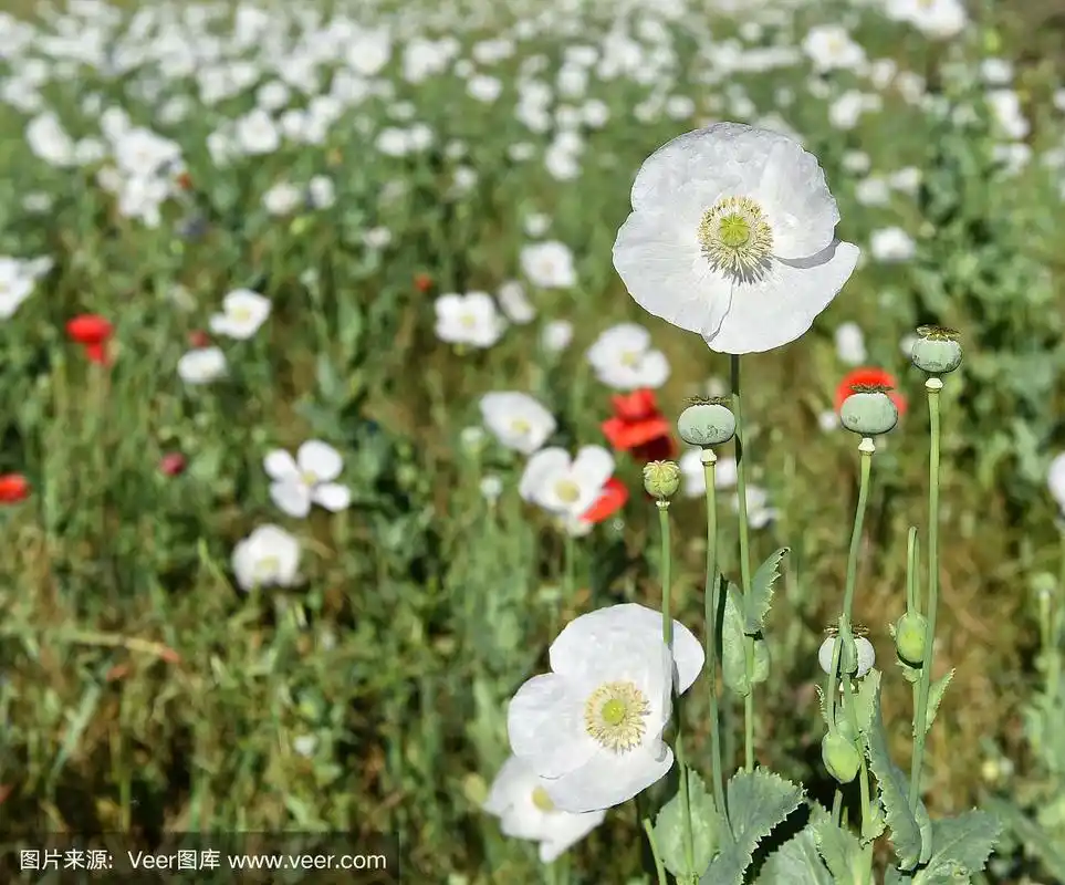 白色的罂粟花