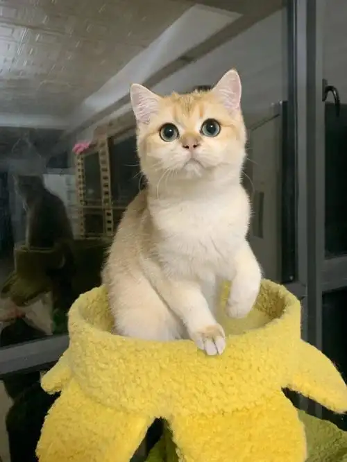 ny12金渐层妹妹新母