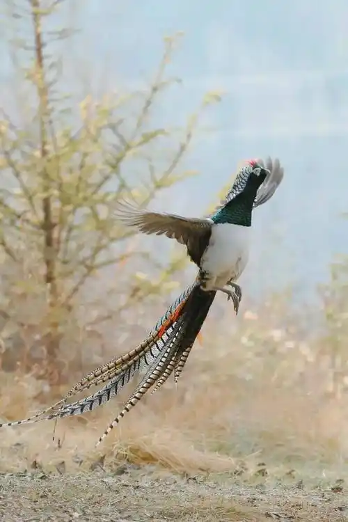 摄影师在康定拍摄到白腹锦鸡求偶这画面也太美了吧