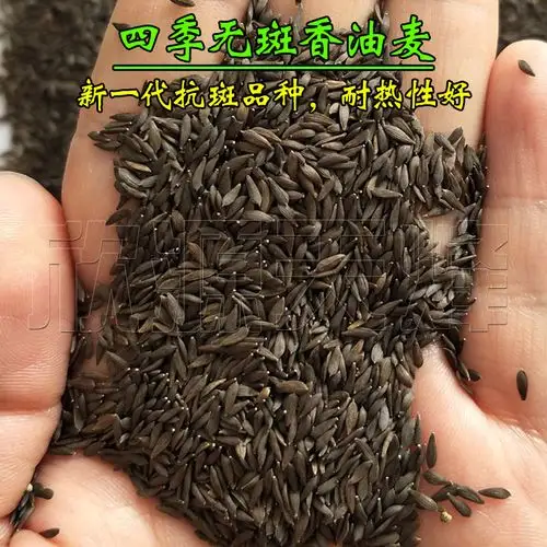 油麦菜种子 高产甜脆香种仔耐热青菜阳台盆栽四季播夏季蔬菜