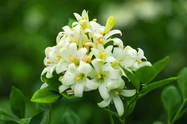 花香浓郁·过山香