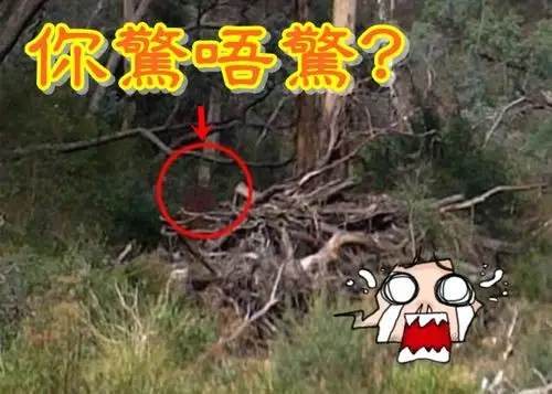 澳洲男子到自杀胜地行山意外拍到红衣男鬼