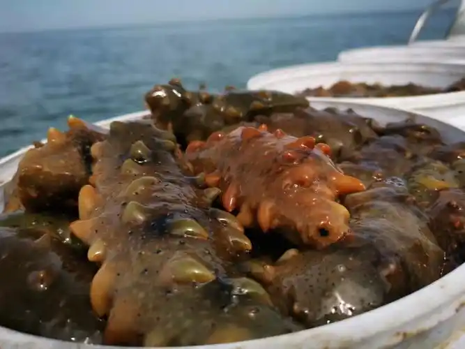 海参博汇干货长岛500g礼盒古法工艺底播刺参海参