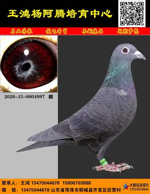 纯黑多利杨阿腾