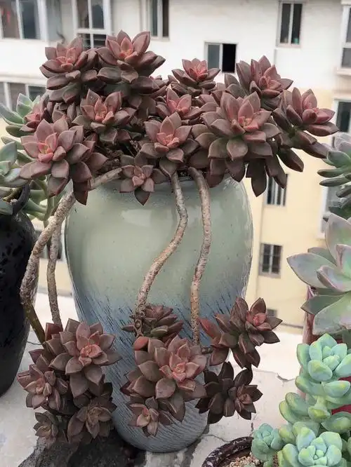 姬胧月悬挂老桩