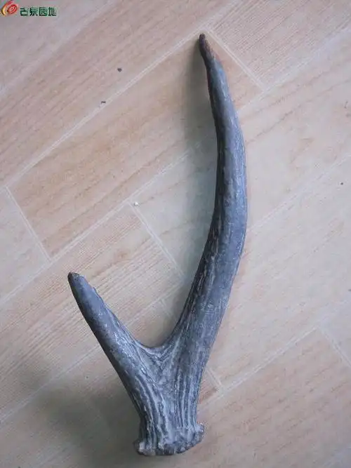 老包浆很漂亮的珍稀麋鹿角