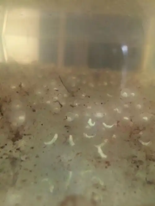 我家六角龙的卵已经长成六角龙的形状,我可以给它换水么?