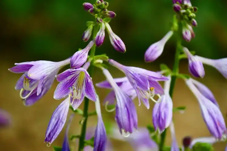 紫色玉簪花原创拍摄