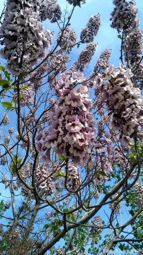 《梧桐花》向着大地,向着它的母亲,在诉说