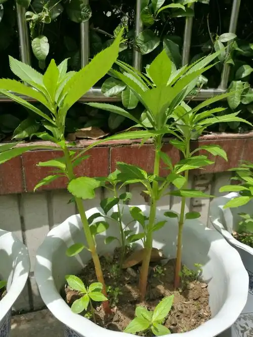 我可爱的凤仙花成长记!