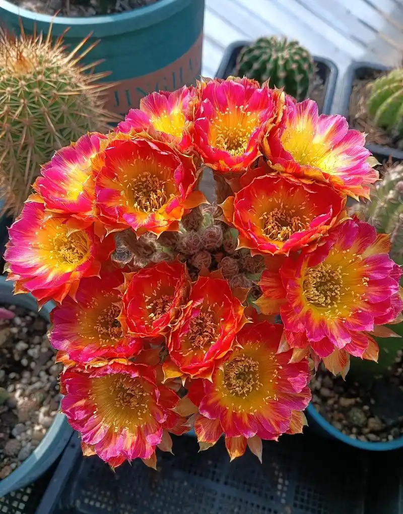 夏季是仙人球的"主场",这个品种很漂亮,又爱开花,你值得拥有