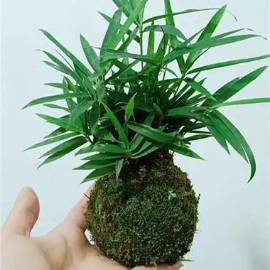 苔藓球竹子~四国矮竹!