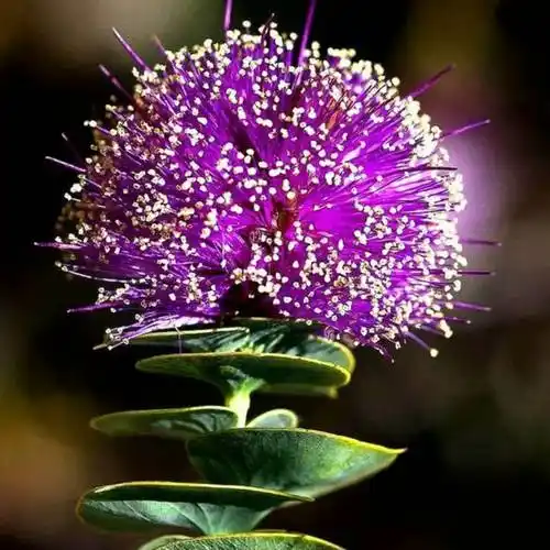 勿忘我87114头像