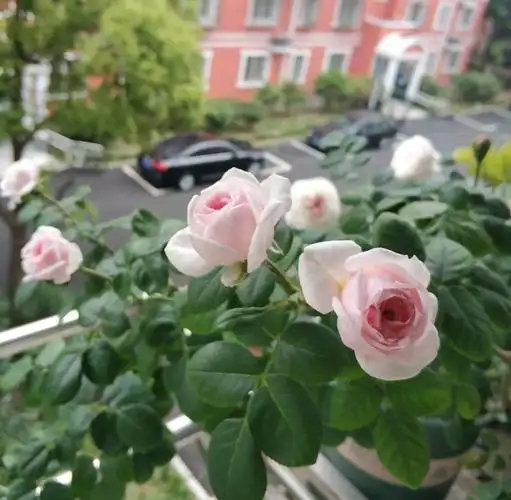 灰姑娘月季花介绍