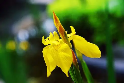 黄色鸢尾花胜利之花