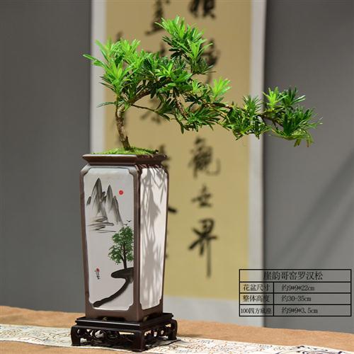 罗汉松临水飘枝盆栽办公室客厅桌面绿植装饰摆件植物室内好养