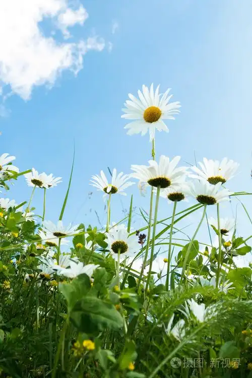 雏菊花场对蓝蓝的天空