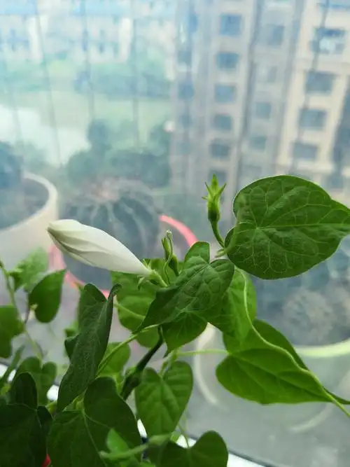 牵牛花精灵 育英德景园小学 11班 张明轩