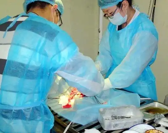 p>绝育手术是指使用羊肠线等将人体或生物体的某些管道(如 a target=