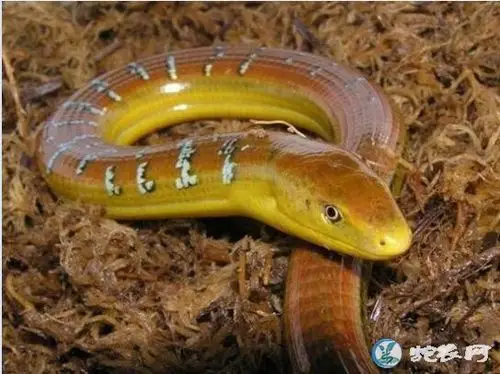 山黄鳝山黄鳝到底是什么动物脆蛇蜥蜴