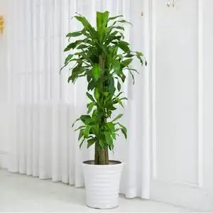 重庆同城花卉巴西铁大植物办公室室内盆栽观叶绿植除甲醛净化空气