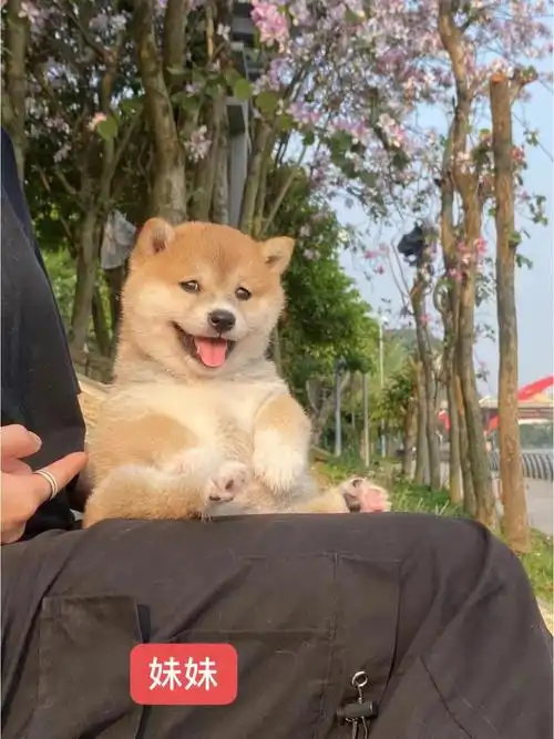 精品双血统柴犬宝宝一公一母