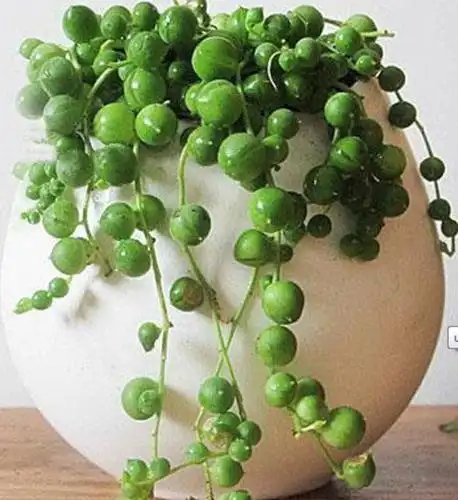 多肉植物珍珠吊兰情人泪苗木